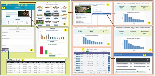 Multi-panel overview of the CypriSSR database workflow and user interface. The figure illustrates the main components of the database, including the homepage, species selection page, statistical visualization modules, BLAST search tool, SSR browsing interface, genomic SSR summaries, marker information tables, and primer details. The interface enables users to search and explore species-specific microsatellite data, visualize SSR distributions, perform sequence similarity searches, and access detailed marker and primer information through an integrated web platform.