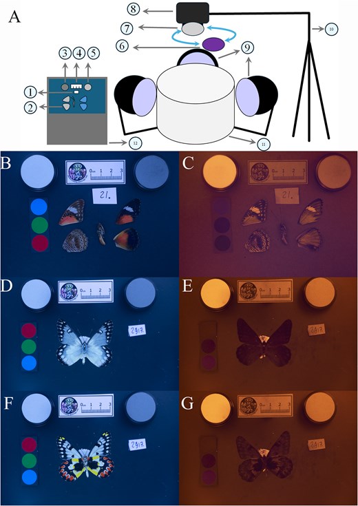 For image description, please refer to the figure legend and surrounding text.