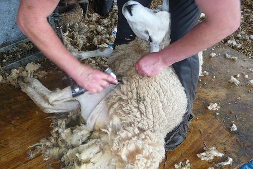 A picture of the patient shearing a sheep. Note the non-dominant hand gripping the wool. Sharp material caught in the wool is the likely cause of puncture to the skin. The wool is then forced in when the sheep is handled.