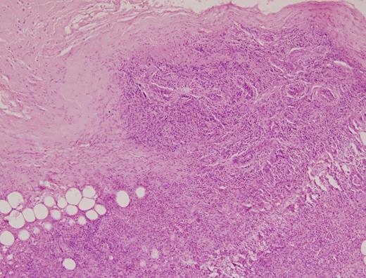 Histology Section