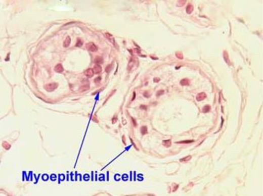 Cross section showing the myoepithelial cells.