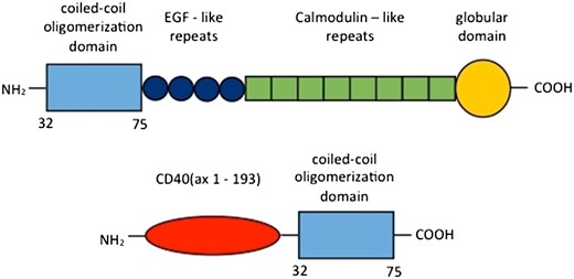 A COMP mutation in a patient with PSACH. DNA sequencing analysis demonstrates a heterozygous mutation (c.806A > G, p.Asp269Gly) in the COMP gene.