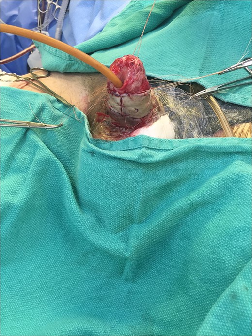 Following full thickness skin grafting (ventral aspect).