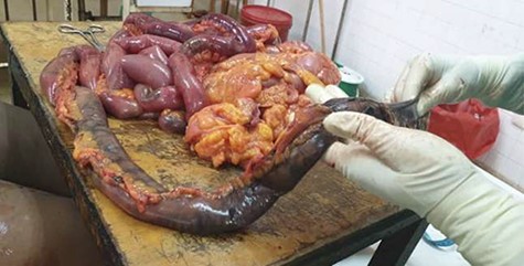 Autopsy image showing large bowel ischemia.
