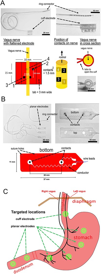 Design of electrodes and planned placement. (A) Vagus nerve cuff electrodes. (B) GI planar electrodes. (C) Planned placement of the cuff and planar electrodes.