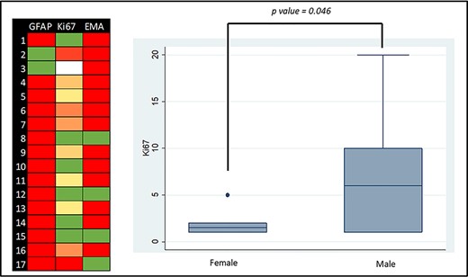 Molecular markers graphic representation: Left side—colour map of GFAP, EMA and Ki67 (green is the lowest value and red the highest value; white is absent information); right side—box plot graph of the distribution of the Ki67 expression according to gender.