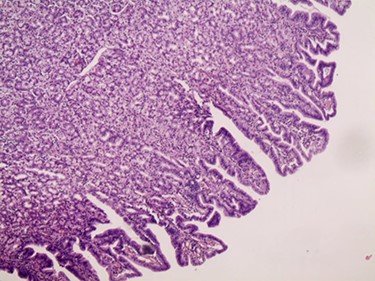 Microscopic image.