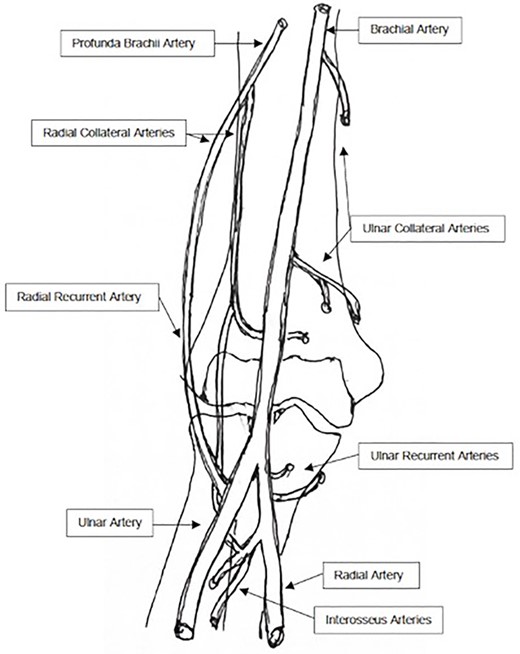 Vascular anatomy of the elbow region.