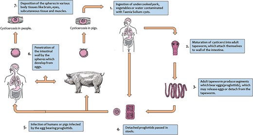 Life cycle of Taenia Solium.