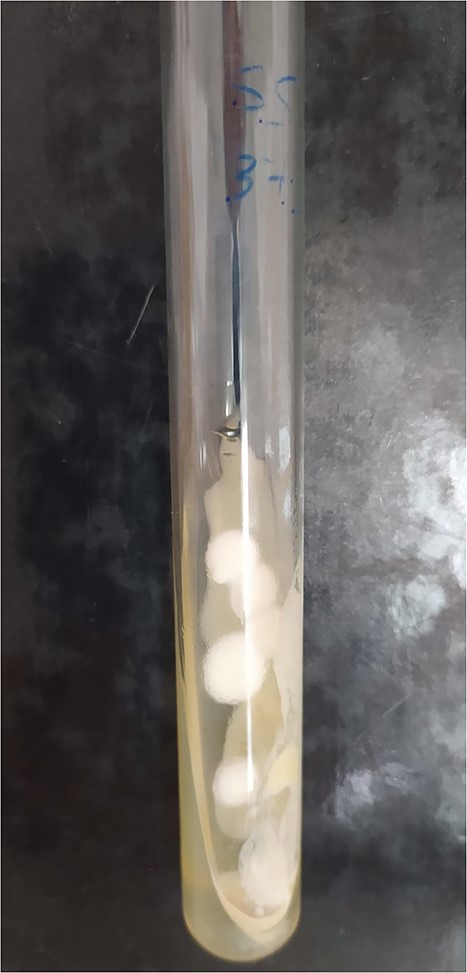Culture tube for the identification of Trichophyton Rubrum colonies.