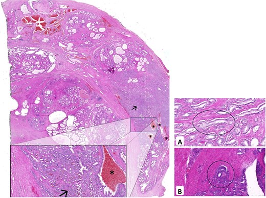For image description, please refer to the figure legend and surrounding text.