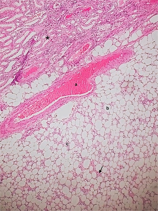 For image description, please refer to the figure legend and surrounding text.