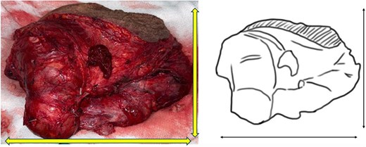 For image description, please refer to the figure legend and surrounding text.